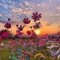 فريدة (@faredaa70) 's Twitter Profile
