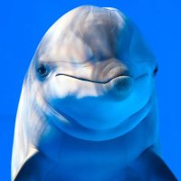 𝕷𝖆𝖇𝖆𝖘 𝖗𝖞𝖙𝖆𝖘 𝖐𝖚𝖗𝖛𝖆! (@labasrytaskurva) 's Twitter Profile