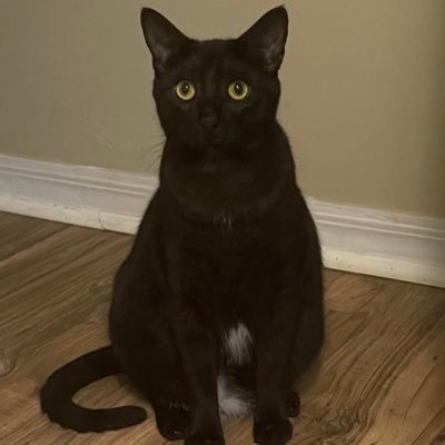 yinzer_bob's profile picture. 
