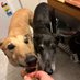 Derek, Blossom, Fred 🌈 & Posy 🌈, Snoot Squad (@fredandposysno1) Twitter profile photo Derek, Blossom, Fred 🌈 & Posy 🌈, Snoot Squad (@fredandposysno1) Twitter profile photo