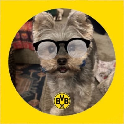 bvbbirdie's profile picture. #hejabvb ! #forthelou ! #flyeaglesfly ! #woopig Birddog