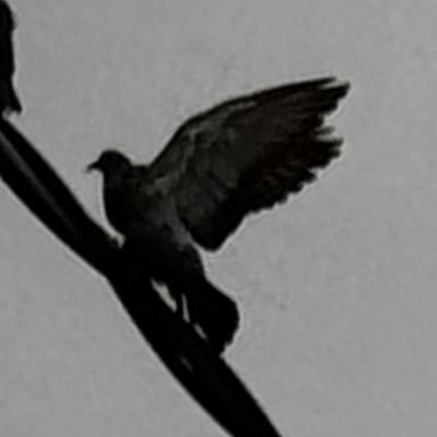 Birdsong3333's profile picture. 