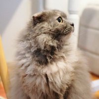mzok (@shijoooooo) 's Twitter Profile Photo