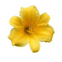 Oudart-Madou (@giseledemers) 's Twitter Profile Photo