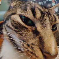 Council | Kozy (@kozyiscute) 's Twitter Profile