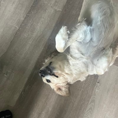 mike90470586's profile picture. if you viewing this you prolly dick ridin or like my doggo