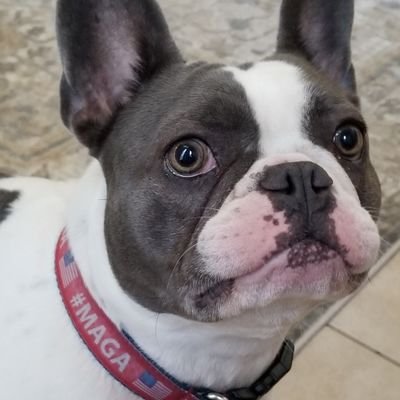 MizzD8420's profile picture. dear progressives, socialist democrats, and comunist...  go fuck yourselves