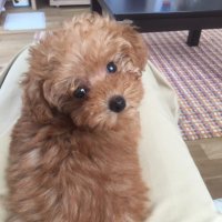 mi-coco🐰 (@micoco21893562) 's Twitter Profile