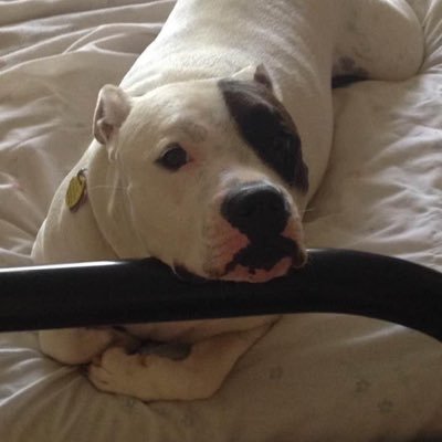 suzanne_capasso's profile picture. 