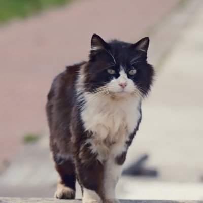 gawa_motizuk1's profile picture. イベント情報、シェア情報、募集情報などRPさせていただいております。 最低限の場所、日時、キャラ(作品)など記載してね