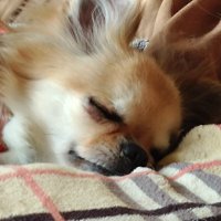 クッキー (@bkkdpu8lbladclh) 's Twitter Profile