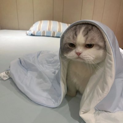 kyotan12tan's profile picture. 