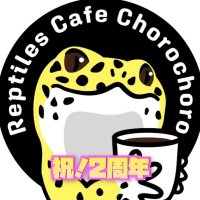 れぷたいるずかふぇ ちょろちょろ 北九州 小倉の爬虫類カフェ(生体販売もしてます) (@cafe_chorochoro) 's Twitter Profile Photo れぷたいるずかふぇ ちょろちょろ 北九州 小倉の爬虫類カフェ(生体販売もしてます) (@cafe_chorochoro) 's Twitter Profile Photo