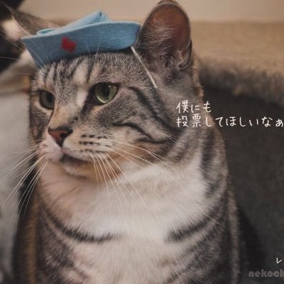 日曜日のみ営業中 Twitter避難先→https://t.co/AIR9tEGDrF 桜新町の猫カフェ猫茶家■欲しいモノ https://t.co/6f7KI83VIZ