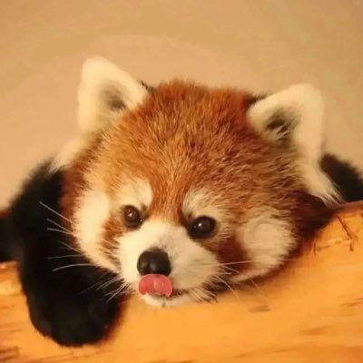 AliAlasaf5's profile picture. simple