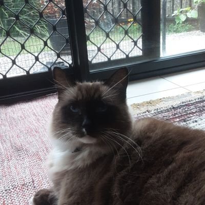 BaranRam253925's profile picture. 