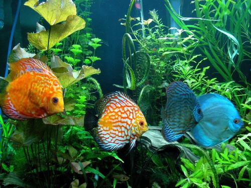 hertsfish_herts's profile picture. Our award winning, independent aquatic and reptile centre is home to a huge choice of high quality fish, reptiles and exotic pets.