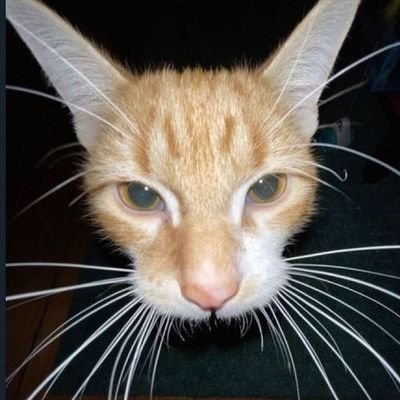 guncle_elliot's profile picture. im crunching on croutons loud as hell and im abusing advil . my fit is trash too .