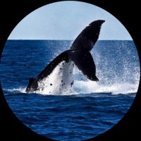 Aparachick (@aparachick) 's Twitter Profile