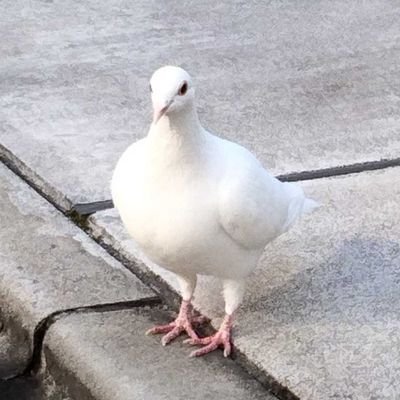 BDydKMtfqYNMetG's profile picture. ラグドールを飼って今年で12年目になります。