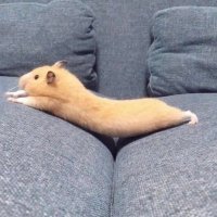 えびふらい (@utotunyan) 's Twitter Profile