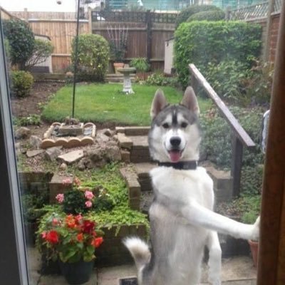 rnehrrldTl's profile picture. 구독깅(특징: 선량함♡)