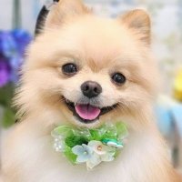 ♡ぽめれおん♡ (@leon_pome0809) 's Twitter Profile Photo ♡ぽめれおん♡ (@leon_pome0809) 's Twitter Profile Photo