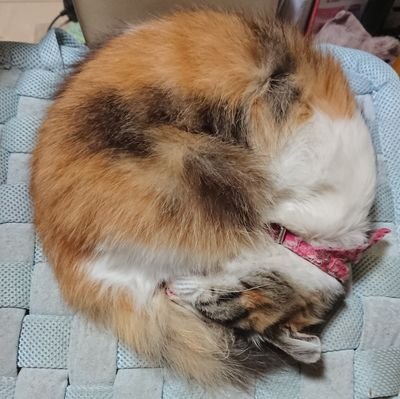 日記の代わりに、メイリ帰宅記録とドール、紅茶成分。
紅茶でカフェインキメて、ドールを愛でてます。お寺の紅茶会公式LINEの内容と同じ事をTwitter(X)でも呟きます。DMにて問い合わせも可
※メイリ、橙幻郷、外神田メイド協会推し
センシティブ設定は、食後の食器や私自身が写っている写真に付ける
👇公式LINE