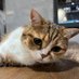 ねこ8bitP (@cat8bit) Twitter profile photo ねこ8bitP (@cat8bit) Twitter profile photo