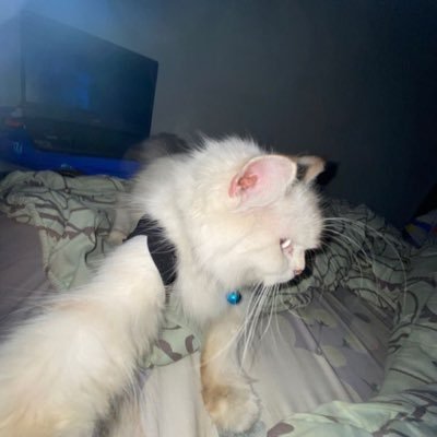 oosceean's profile picture. 