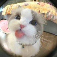 zell (@thecinnanom) 's Twitter Profile