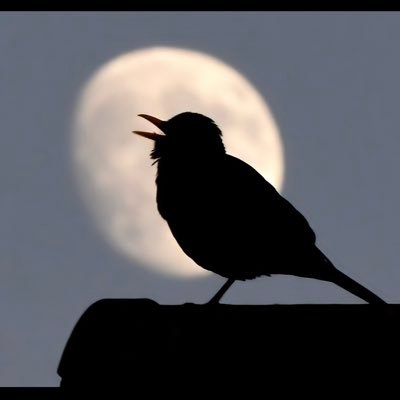 ralf_amore's profile picture. love regardless❤️❤️❤️