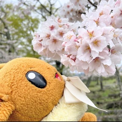 vyvy202302's profile picture. ただただイーブイ が好きな飼い主 #ポケモンGo #ポケットモンスター #ぬい撮り #イーブイ #パモ