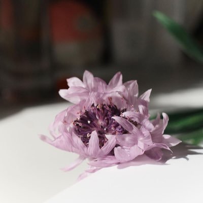 Ellaさんのプロフィール画像