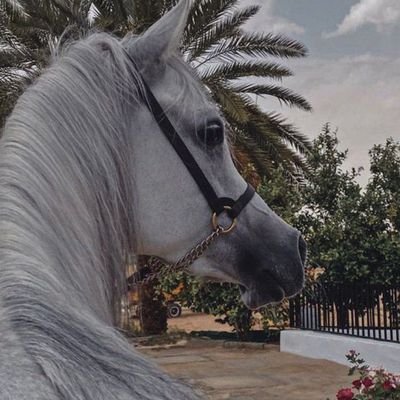 haneen876649883's profile picture. 