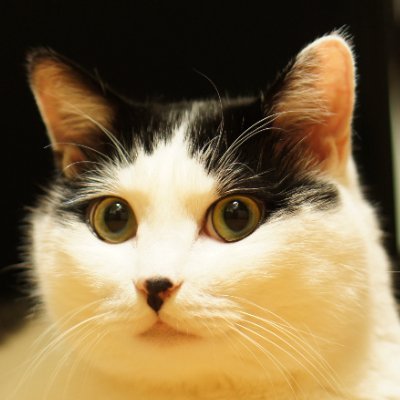 MOONSTO71692245's profile picture. #音楽　#猫のいる暮らし　#写真
共感共鳴できる場でありたいと思っています🌟