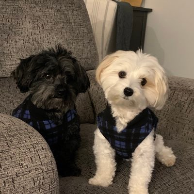 as_greer_sc's profile picture. conservative wife and mother. Supports DJT and MAGA and non-RINOS