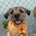 Hubble, Sir, OBE ๐จ๐ฆ (@hubble_bterrier) Twitter profile photo Hubble, Sir, OBE ๐จ๐ฆ (@hubble_bterrier) Twitter profile photo