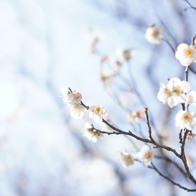 hidamari_sb's profile picture. 05 B2 📸 super takumar
よく呟く→@thriftedsr1mp