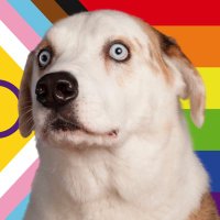 WeRateDogs(@dog_rates) 's Twitter Profile Photo