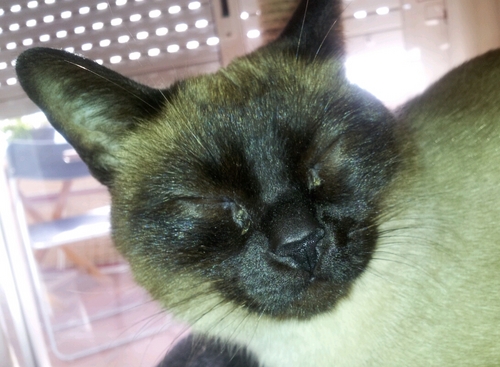 ACortiella's profile picture. 