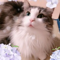 TU🐱な🖤⛩️🤍 (@tsuna_pachi) Twitter profile photo