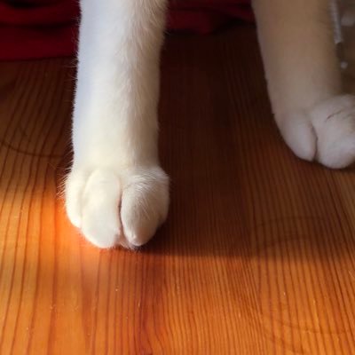 癖っ毛の(あい)こさんのプロフィール画像