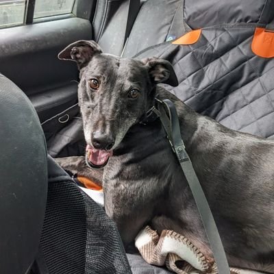 Hamish, rescue Greyhound. Supported by my humum in memory of Max.
She supports NHS, Pro-choice, BLM✊🏿, LGBQIT+🏳️🌈🏳️⚧️ Anti-Greyhound racing
