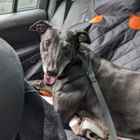 Weatherwax (@maxgreyhounduk) 's Twitter Profile Photo Weatherwax (@maxgreyhounduk) 's Twitter Profile Photo