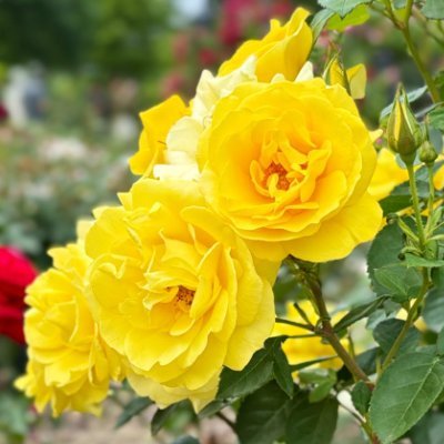 8syameo8's profile picture. 20↑ / 구독도 하고 사담도 합니다