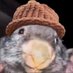 BoberWifHat $BWIF (@boberwifhatmvx) Twitter profile photo BoberWifHat $BWIF (@boberwifhatmvx) Twitter profile photo
