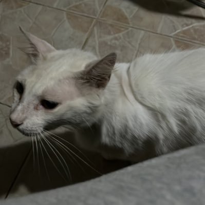 Francolafoca360's profile picture. 