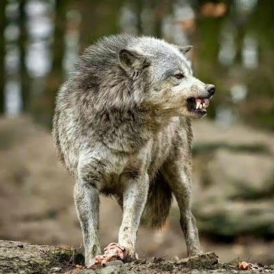 wolf50409's profile picture. 