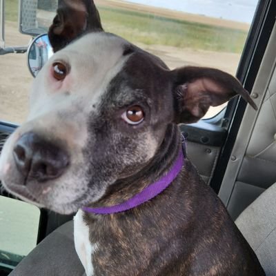 ledfan18's profile picture. Truck Driver
Crypto Enthusiast
anything I tweet or say is not financial advice, I'm not a financial advisor, DYOR
#SFM #BBTF  #BTC #ETH #XRP #THEMIRRORPROTOCOL